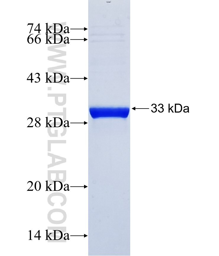 MS4A10 fusion protein Ag37034 SDS-PAGE MS4A10 fusion protein Ag37034 SDS-PAGE
