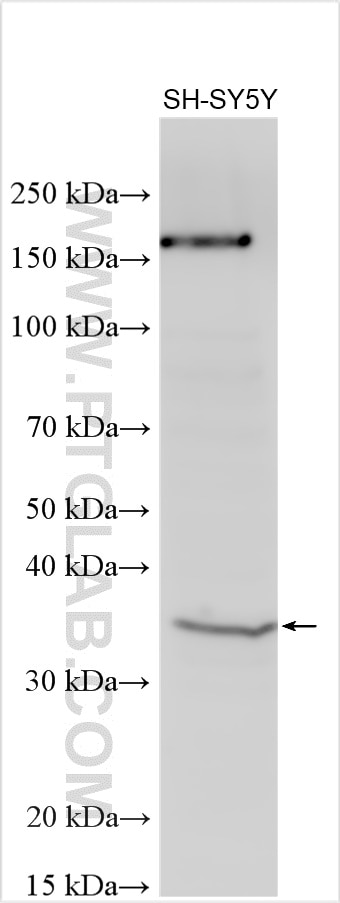 Western Blot (WB) analysis of various lysates using MS4A12 Polyclonal antibody (13293-1-AP)