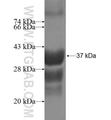MS4A12 fusion protein Ag3968 SDS-PAGE