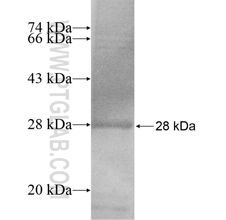 MS4A3 fusion protein Ag13457 SDS-PAGE