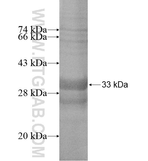 MS4A5 fusion protein Ag14206 SDS-PAGE