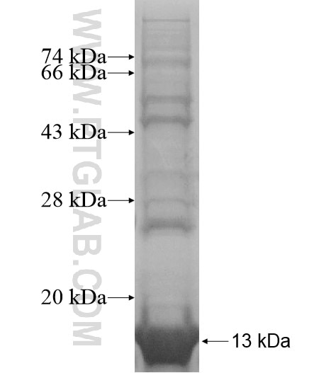 MS4A5 fusion protein Ag14683 SDS-PAGE