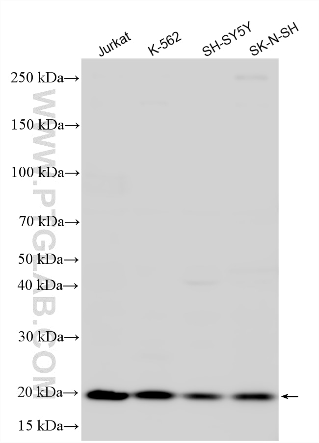 Western Blot (WB) analysis of various lysates using MS4A6A Polyclonal antibody (11930-1-AP)