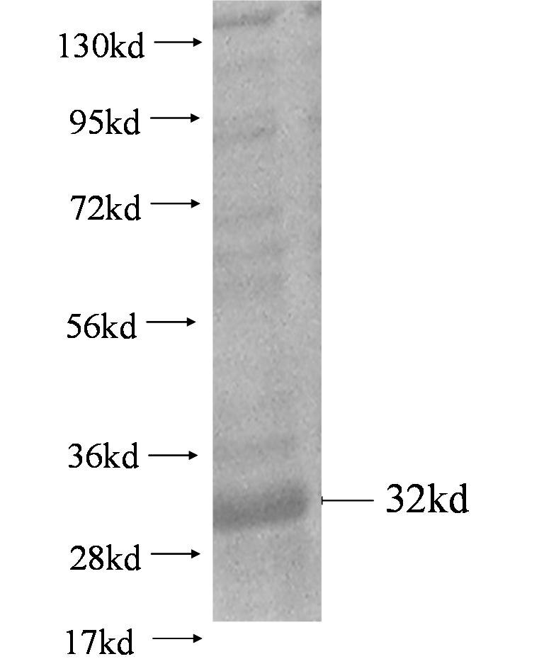 MS4A6A fusion protein Ag2464 SDS-PAGE