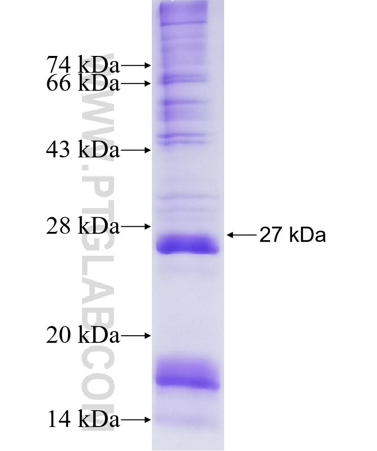 MS4A6A fusion protein Ag2464 SDS-PAGE