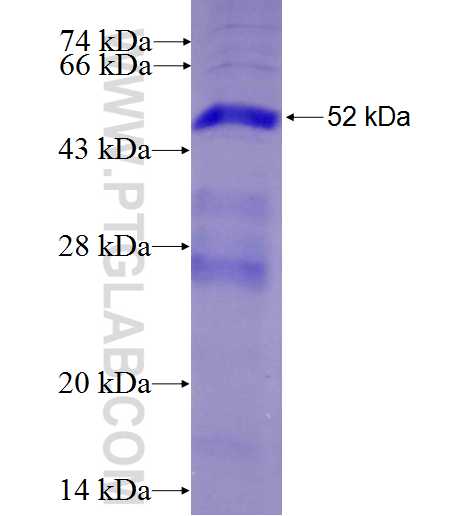 MS4A7 fusion protein Ag2442 SDS-PAGE