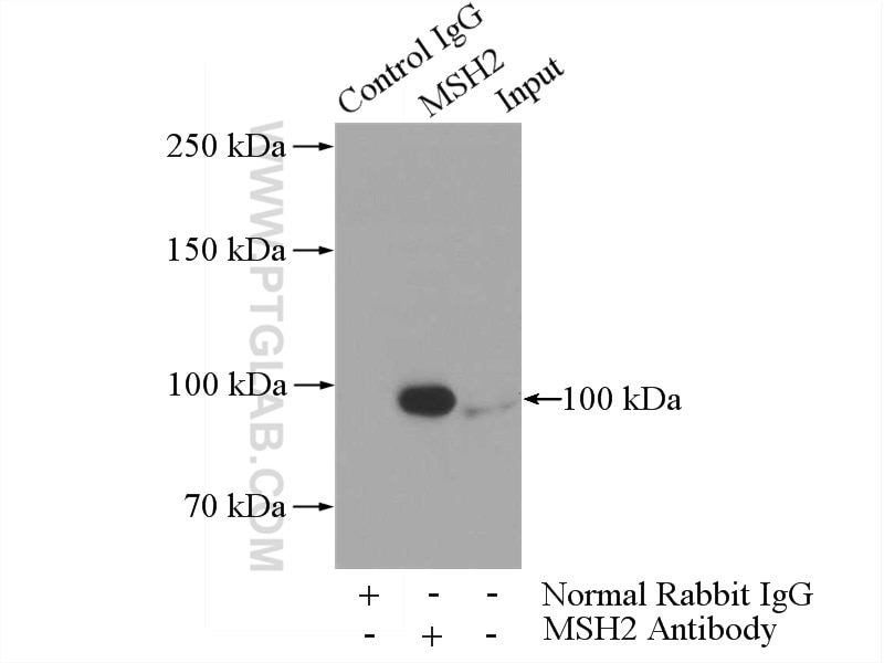 Immunoprecipitation (IP) experiment of HeLa cells using MSH2 Polyclonal antibody (15520-1-AP)