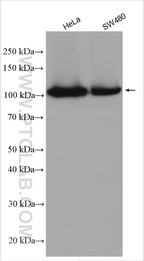 Western Blot (WB) analysis of various lysates using MSH2 Polyclonal antibody (15520-1-AP)