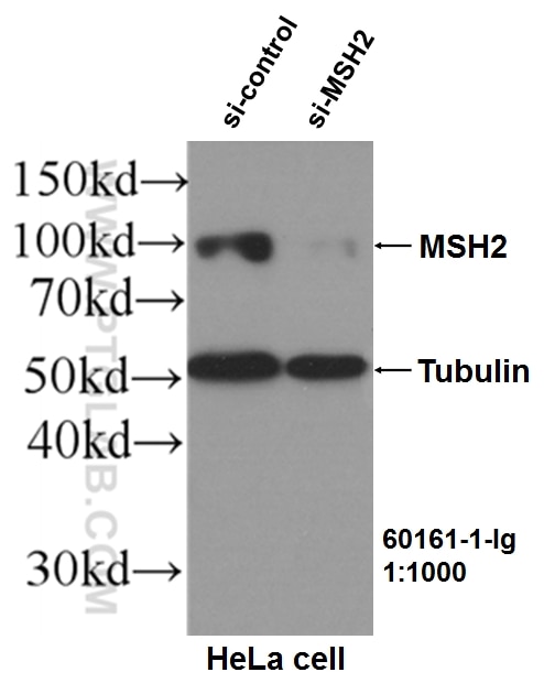 Western Blot (WB) analysis of HeLa cells using MSH2 Monoclonal antibody (60161-1-Ig)