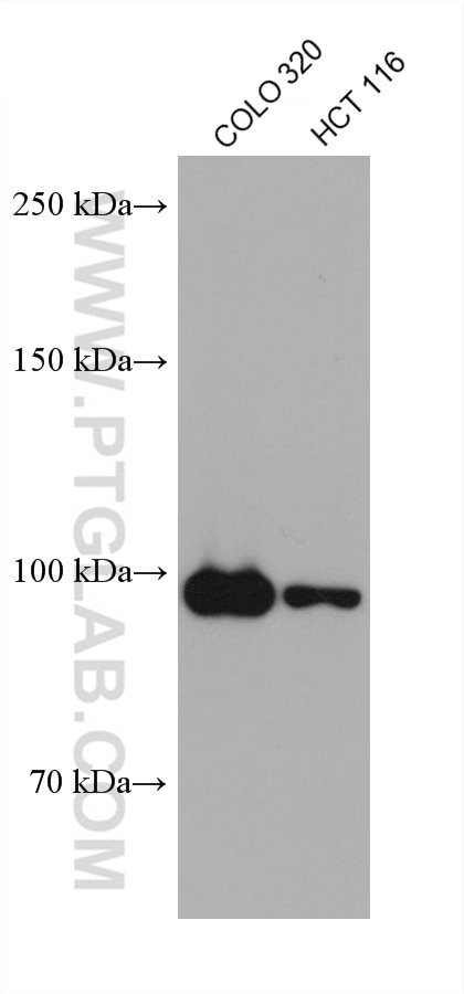 Western Blot (WB) analysis of various lysates using MSH2 Monoclonal antibody (60161-1-Ig)