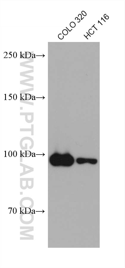 WB analysis using 60161-1-Ig