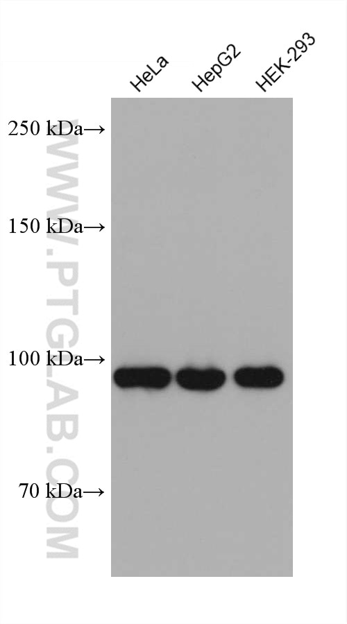 Western Blot (WB) analysis of various lysates using MSH2 Monoclonal antibody (60161-1-Ig)