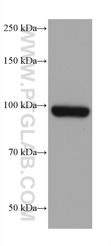 Western Blot (WB) analysis of Saos-2 cells using MSH2 Monoclonal antibody (60161-2-Ig)