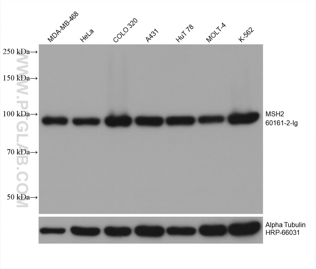 Western Blot (WB) analysis of various lysates using MSH2 Monoclonal antibody (60161-2-Ig)