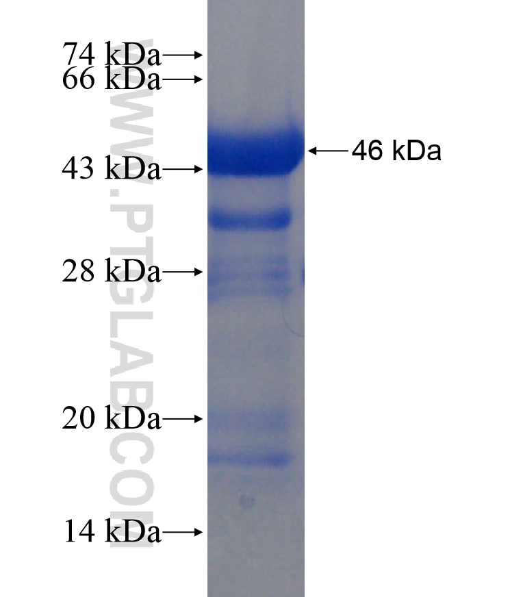 MSH2 fusion protein Ag17731 SDS-PAGE