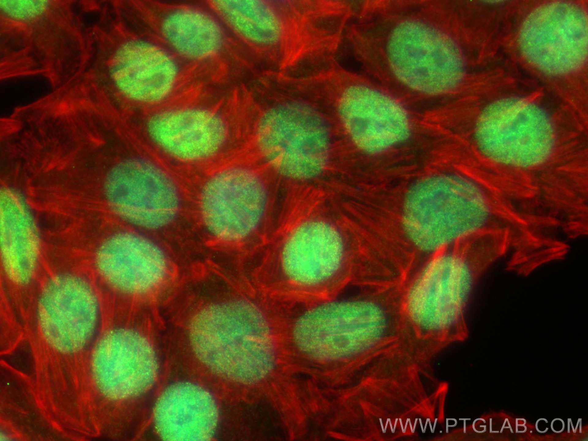 Immunofluorescence (IF) / fluorescent staining of HT-29 cells using MSH3 Polyclonal antibody (22393-1-AP)