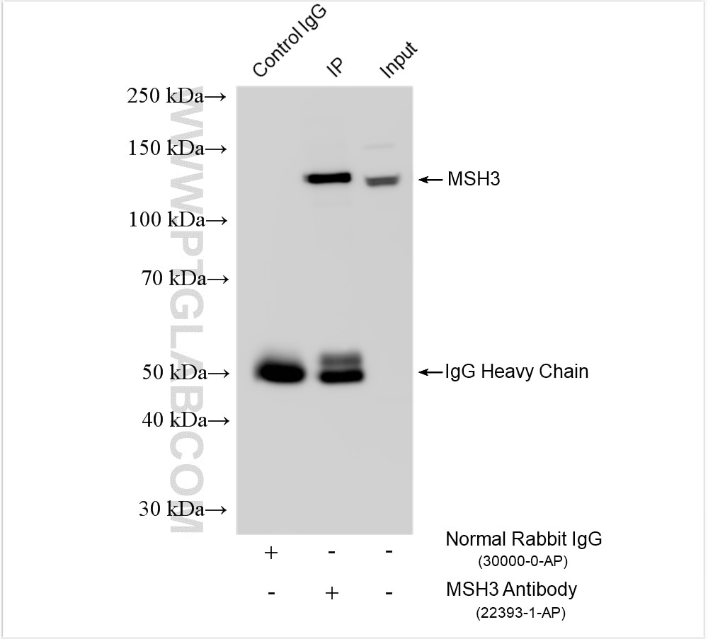 Immunoprecipitation (IP) experiment of HeLa cells using MSH3 Polyclonal antibody (22393-1-AP)