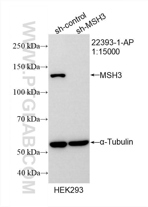 Western Blot (WB) analysis of HEK-293 cells using MSH3 Polyclonal antibody (22393-1-AP)