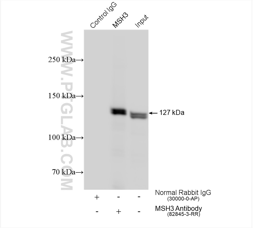 Immunoprecipitation (IP) experiment of HeLa cells using MSH3 Recombinant antibody (82845-3-RR)