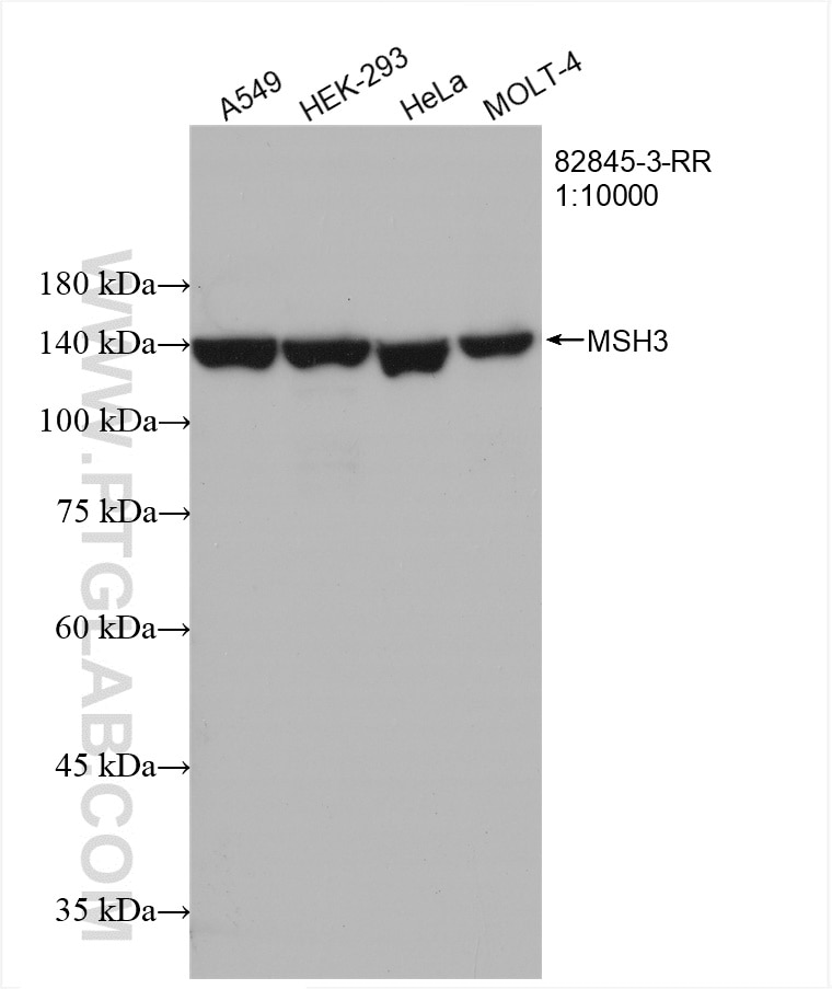 Western Blot (WB) analysis of various lysates using MSH3 Recombinant antibody (82845-3-RR)