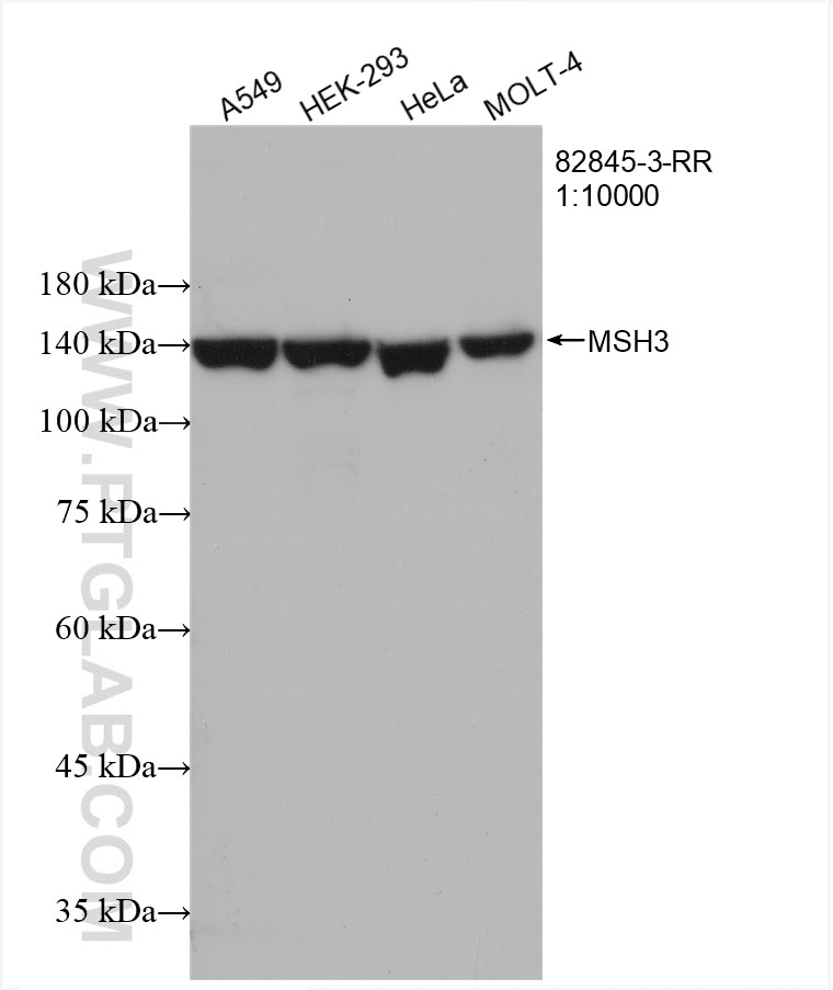 WB analysis using 82845-3-RR