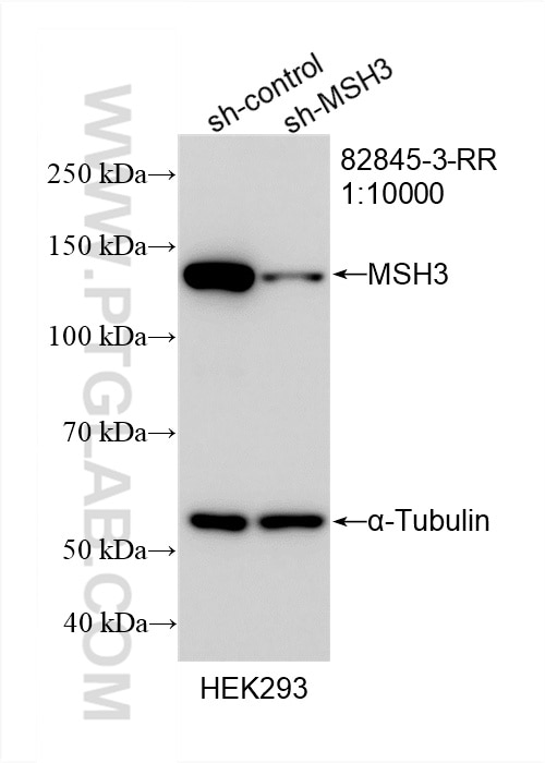 Western Blot (WB) analysis of HEK-293 cells using MSH3 Recombinant antibody (82845-3-RR)
