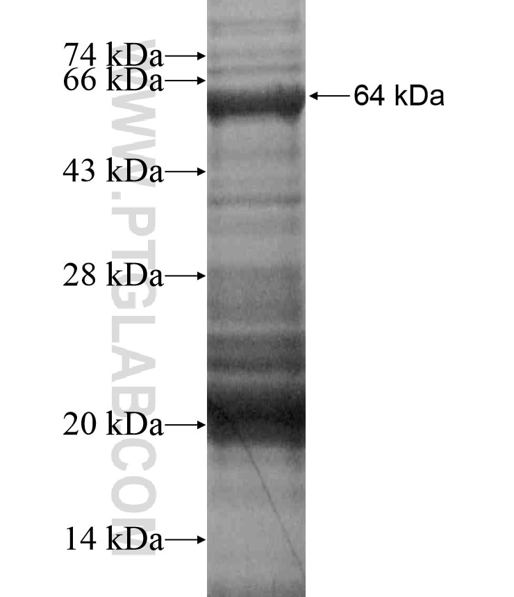 MSH3 fusion protein Ag18060 SDS-PAGE