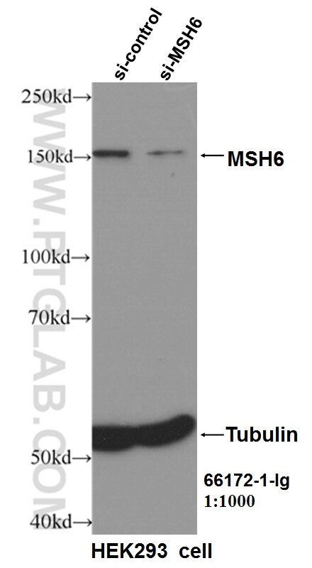 WB analysis of HEK-293 using 66172-1-Ig