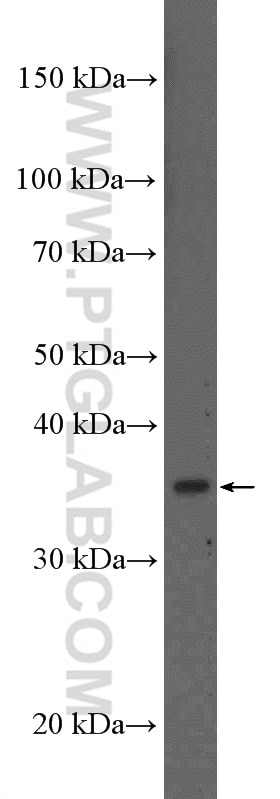 Western Blot (WB) analysis of HEK-293T cells using MSI1 Polyclonal antibody (27185-1-AP)
