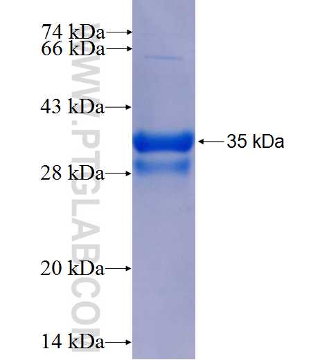 MSI1 fusion protein Ag26042 SDS-PAGE