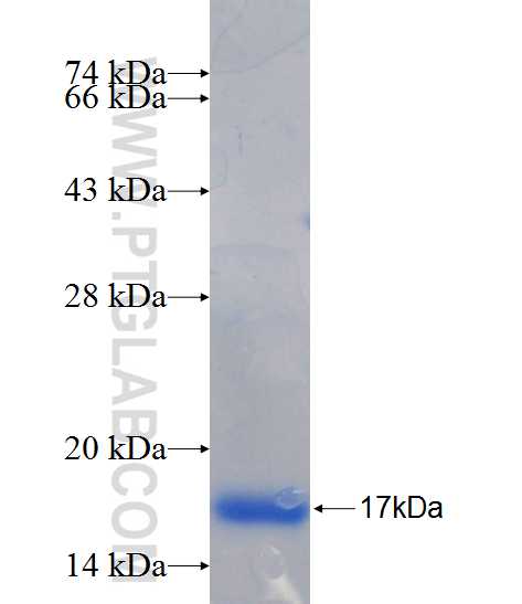 MSI1 fusion protein Ag26304 SDS-PAGE