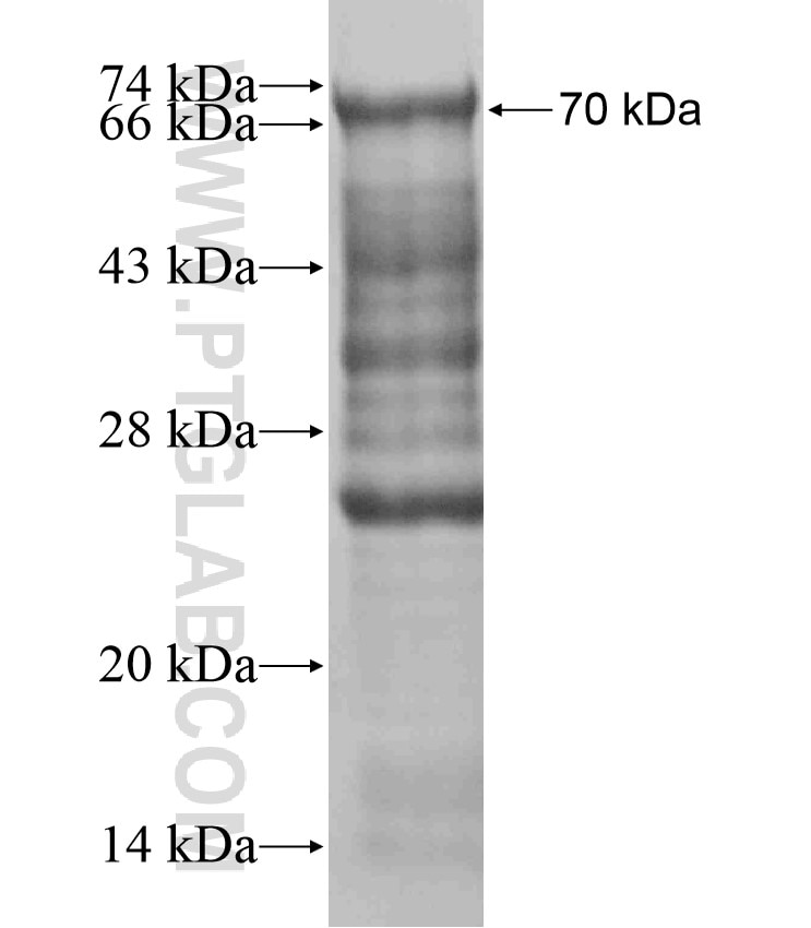 MSL1 fusion protein Ag18024 SDS-PAGE