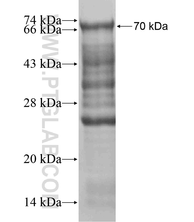 MSL1 fusion protein Ag18024 SDS-PAGE