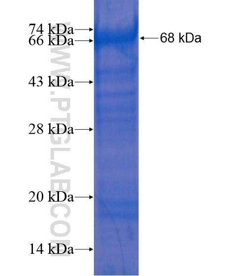 MSL2 fusion protein Ag18727 SDS-PAGE