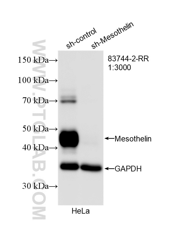 Western Blot (WB) analysis of HeLa cells using Mesothelin Recombinant antibody (83744-2-RR)