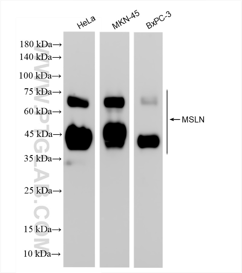 Mesothelin