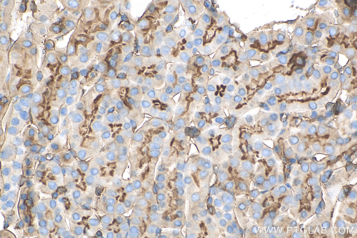 Immunohistochemistry (IHC) staining of mouse kidney tissue using Moesin Recombinant antibody (82009-1-RR)