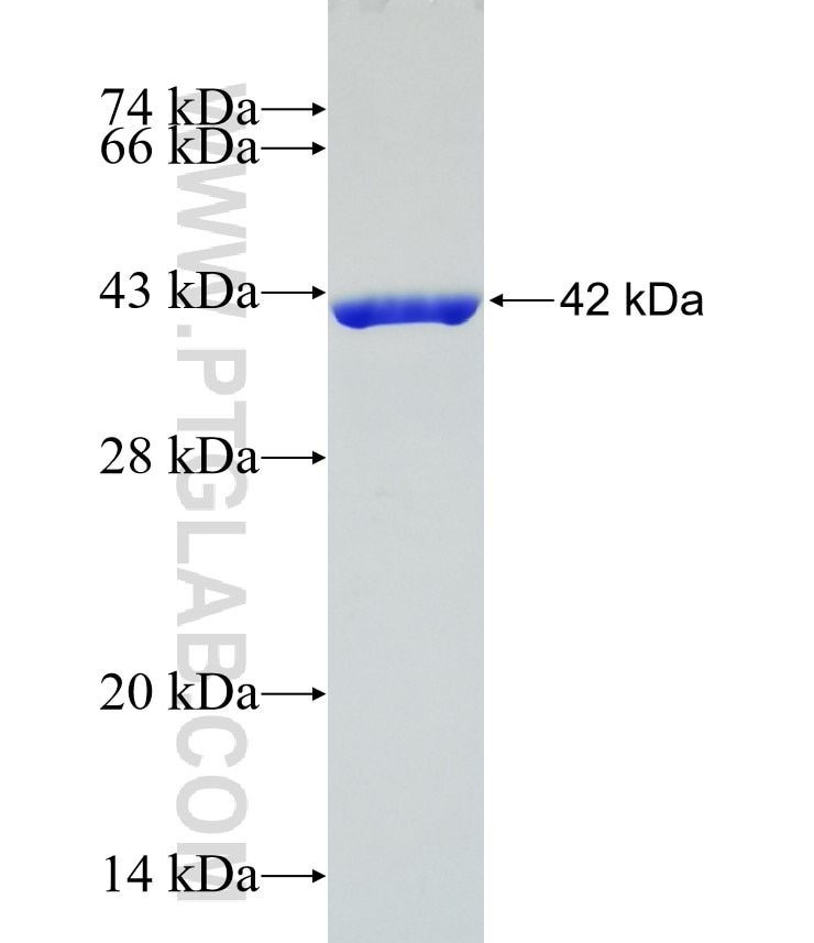MSN fusion protein Ag23531 SDS-PAGE