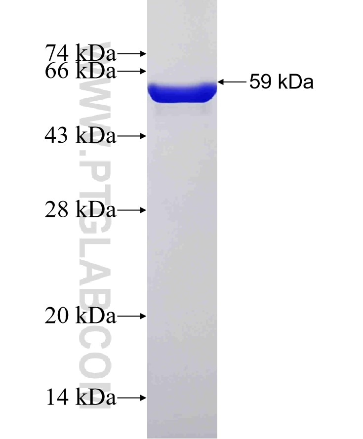 MSN fusion protein Ag9623 SDS-PAGE