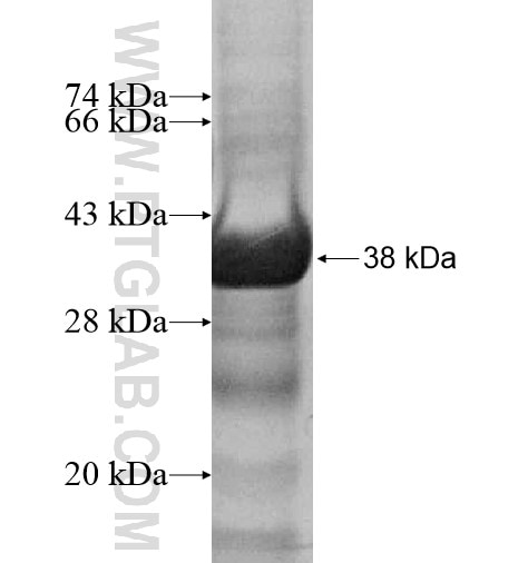 MSR1 fusion protein Ag12284 SDS-PAGE
