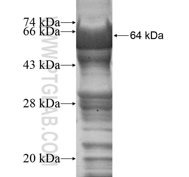 MSR1 fusion protein Ag12318 SDS-PAGE