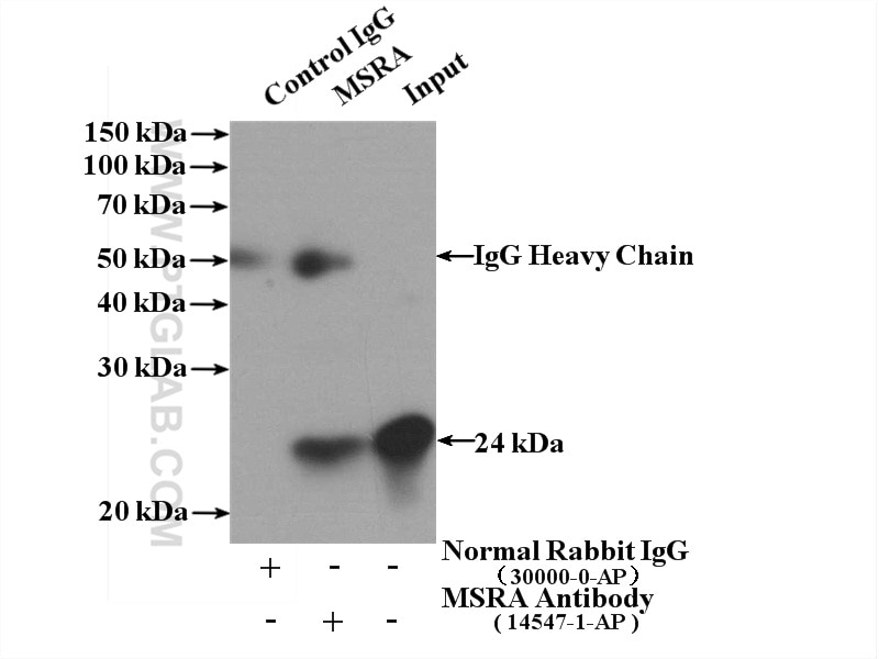 Immunoprecipitation (IP) experiment of mouse kidney tissue using MSRA Polyclonal antibody (14547-1-AP)