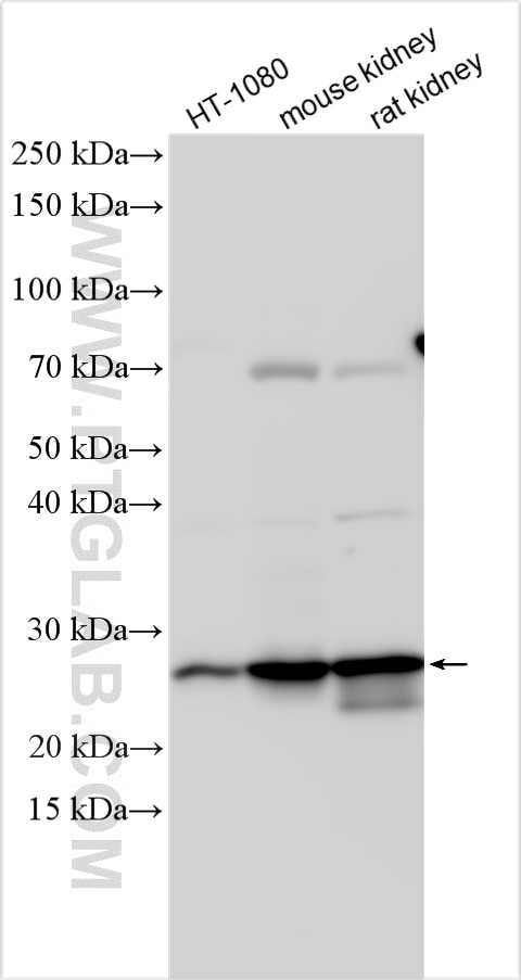 Western Blot (WB) analysis of various lysates using MSRA Polyclonal antibody (14547-1-AP)