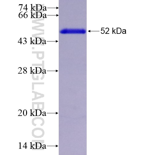 MSRA fusion protein Ag6053 SDS-PAGE