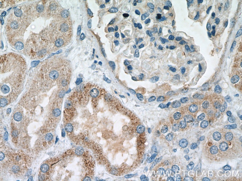 Immunohistochemistry (IHC) staining of human kidney tissue using MSRB2 Polyclonal antibody (17629-1-AP)
