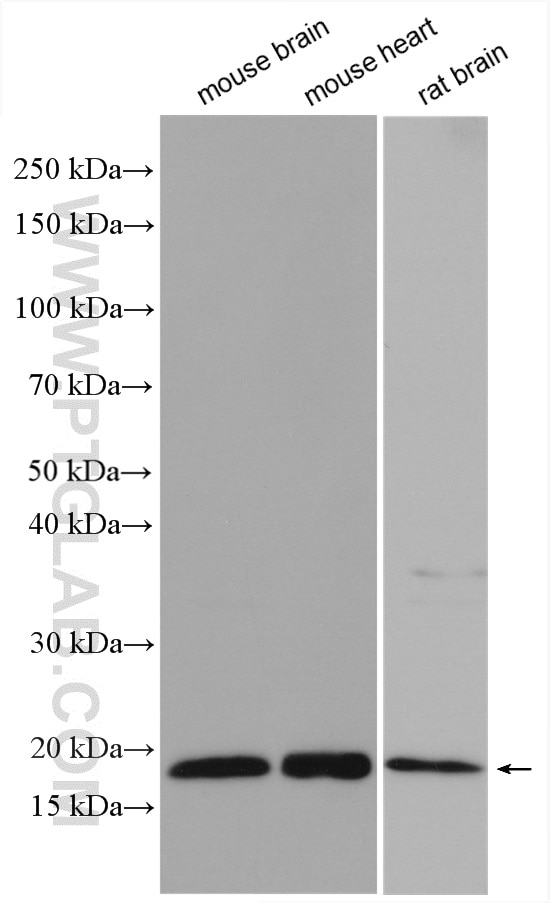 Western Blot (WB) analysis of various lysates using MSRB2 Polyclonal antibody (17629-1-AP)