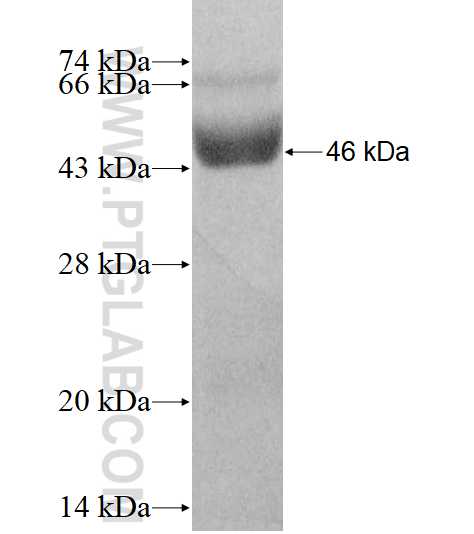 MSRB2 fusion protein Ag11881 SDS-PAGE