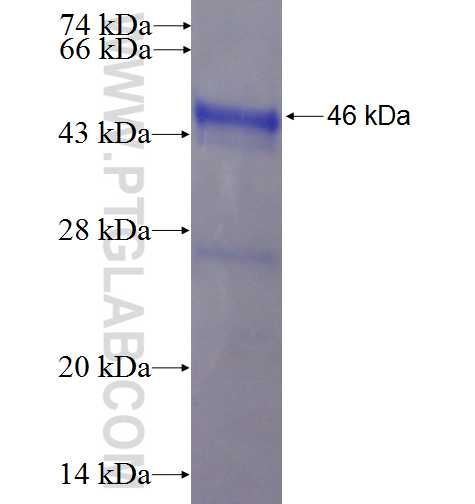 MSRB3 fusion protein Ag5524 SDS-PAGE