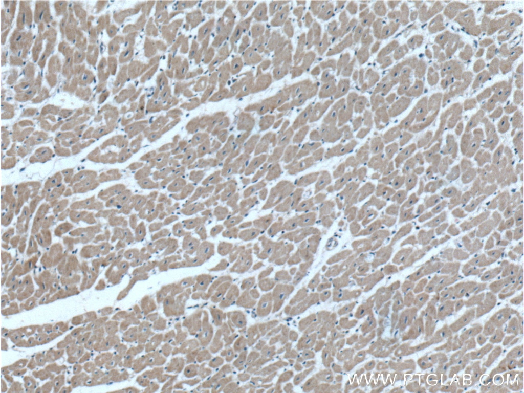 GDF8/Myostatin Polyclonal antibody