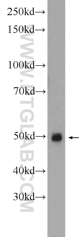 Western Blot (WB) analysis of mouse heart tissue using GDF8/Myostatin Polyclonal antibody (19142-1-AP)